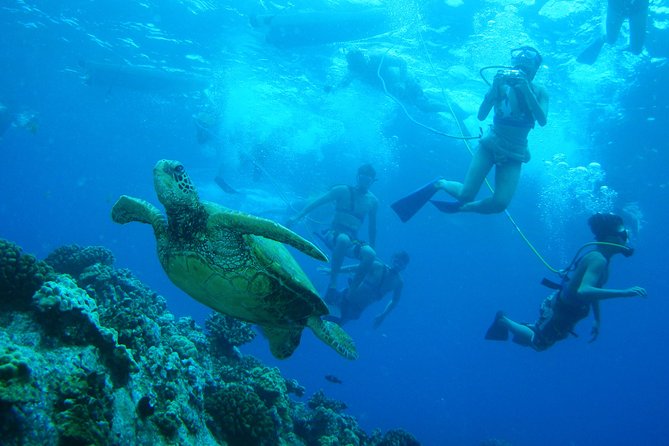 Maui: Molokini and Turtle Town Snorkeling aboard Pride of Maui - SNUBA on Pride of Maui: worth the extra cost for some people