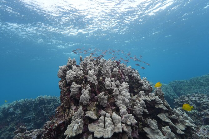 Maui: Molokini and Turtles Luxury Yacht Snorkel - Who should book this and who should skip it