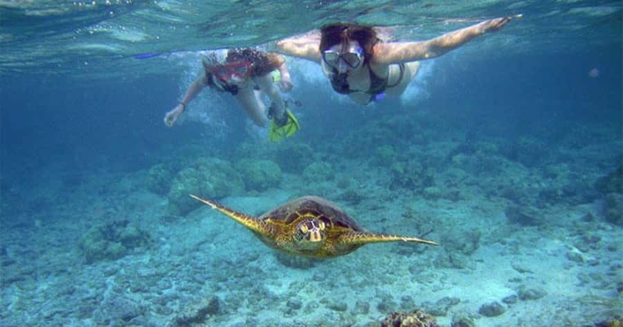 Maui: Molokini Crater and Turtle Town Snorkeling Tour - 3 hr - Turtle Town shoreline snorkeling: turtles that don’t act bothered