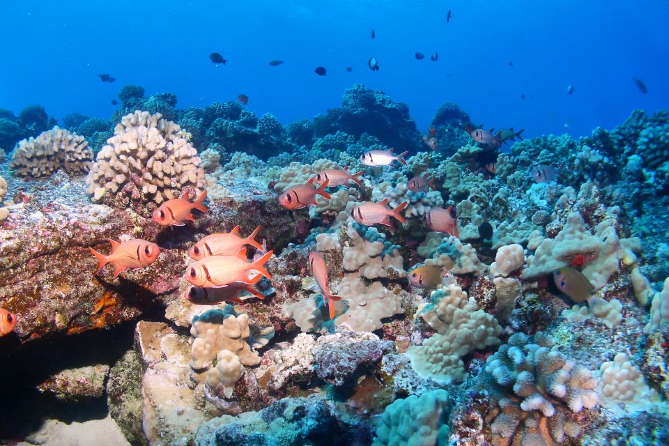 Maui: Molokini Snorkel and Performance Sail with Lunch - Key highlights to know before you go