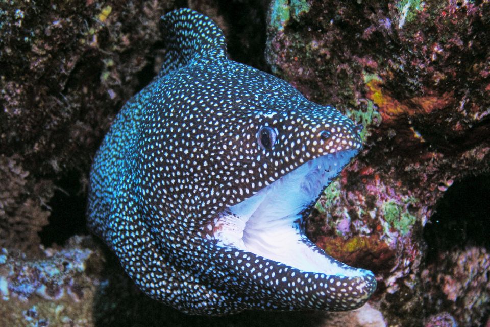 Maui: Molokini Snorkel and Performance Sail with Lunch - Lunch buffet after snorkeling: feeding your sea-legs