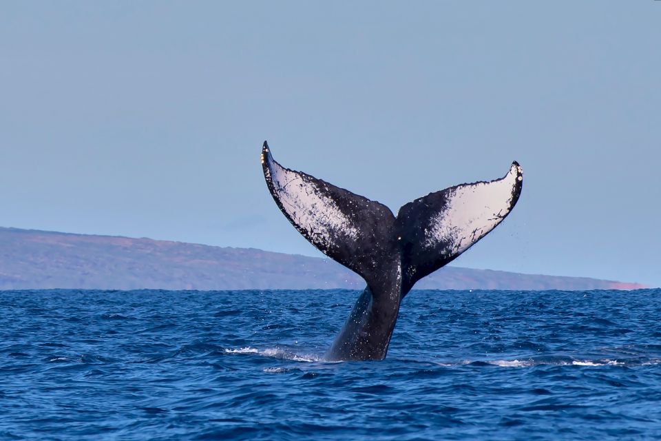 Maui: Molokini Snorkel and Performance Sail with Lunch - Sailing the return: the trade winds push the fun level higher