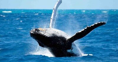 Maui: Molokini Snorkel and Whale Watching Tour - 2.5 hours - The rigid-hulled inflatable ride: fast, maneuverable, and efficient