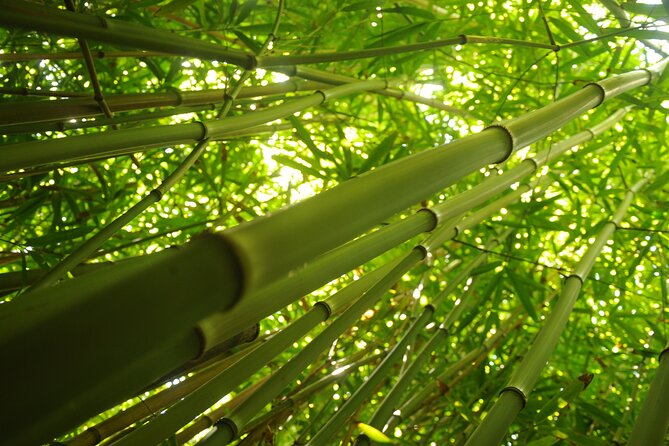 Maui part-way to Hana North Shore sightseeing & Photography Tour! - Bamboo Forest: The Short Walk That Teaches Light