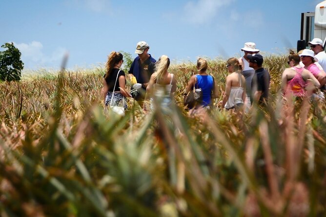 Maui Pineapple Farm Tour in Haliimaile - Hali’imaile’s working pineapple field: the best kind of souvenir
