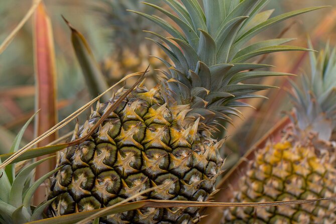 Maui Pineapple Farm Tour in Haliimaile - Maui Gold tastings: why the stage-by-stage sampling matters