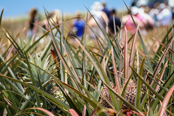 Maui Pineapple Farm Tour in Haliimaile - Price and value: what $99.48 really buys you