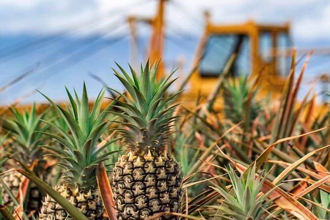 Maui Pineapple Farm Tour in Haliimaile - Who should book this tour, and who should skip it