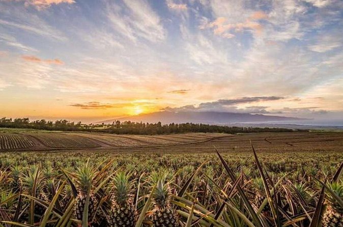 Maui Pineapple Tour: Farm and Feast Experience - Price and Value: What $204.19 Buys You in One Evening