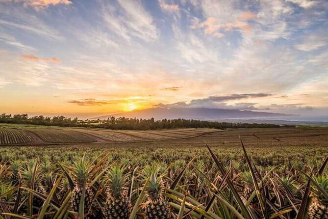 Maui Pineapple Tour: Farm and Feast Experience - The Small-Group Maui Pineapple Farm Tour: Fields, Tasting, and the Guide’s Role