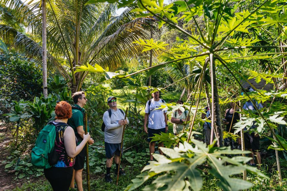 Maui: Rainforest Waterfalls Guided Hike with Picnic Lunch - Key points that make this hike worth your time