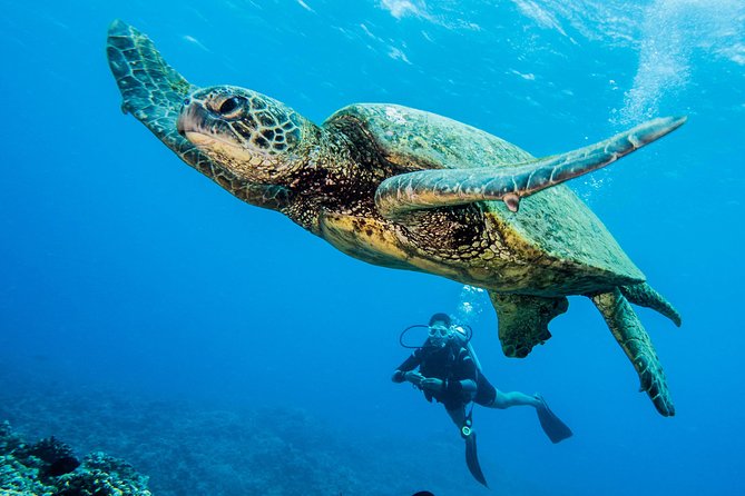 Maui Scuba Diving Introductory Lesson from Lahaina - Who the instructors tend to work best with