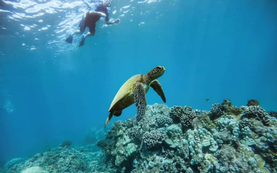 Maui: Semi-Private 3 Hour Eco-Raft Turtle Snorkel Tour - Key Things That Matter on This Tour