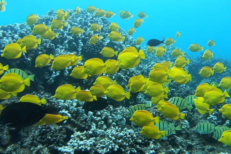 Maui: Semi-Private 3 Hour Eco-Raft Turtle Snorkel Tour - Maui Snorkeling for 2 Hours: Beginner-Friendly Turtle Time