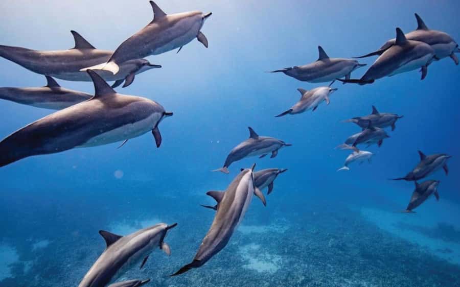 Maui: Semi-Private Eco-Raft Lanai Snorkel & Dolphin Tour - Key things I’d plan around on this Lanai eco-raft tour