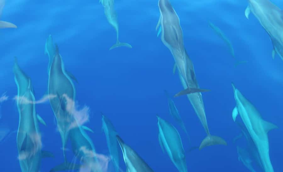 Maui: Semi-Private Eco-Raft Lanai Snorkel & Dolphin Tour - Dolphin watching that respects real marine behavior