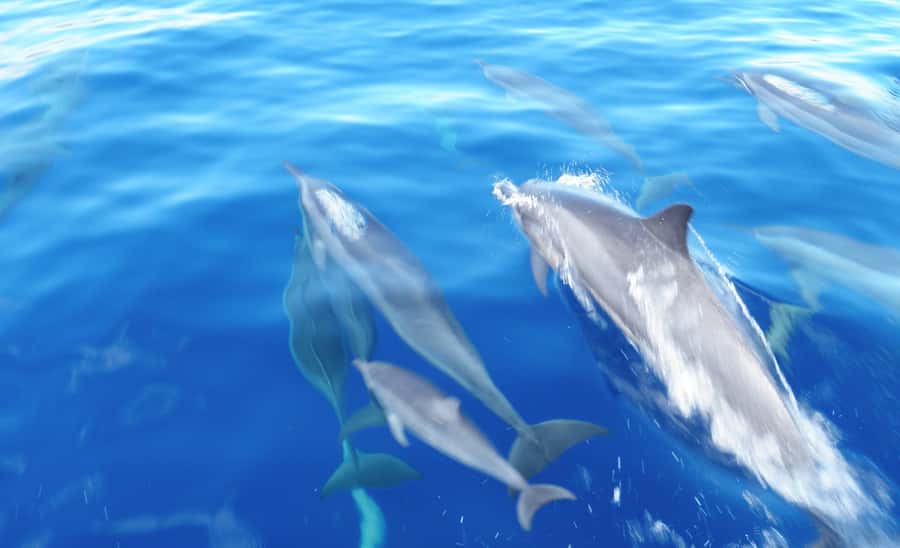 Maui: Semi-Private Eco-Raft Lanai Snorkel & Dolphin Tour - Should you book the Maui semi-private Lanai eco-raft snorkel tour?