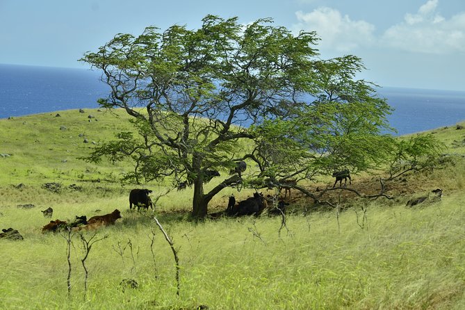 Maui Shore Excursions : Road to Hana With Pickup & Lunch - First stop: Ho‘okipa Beach Park and the windsurfing show