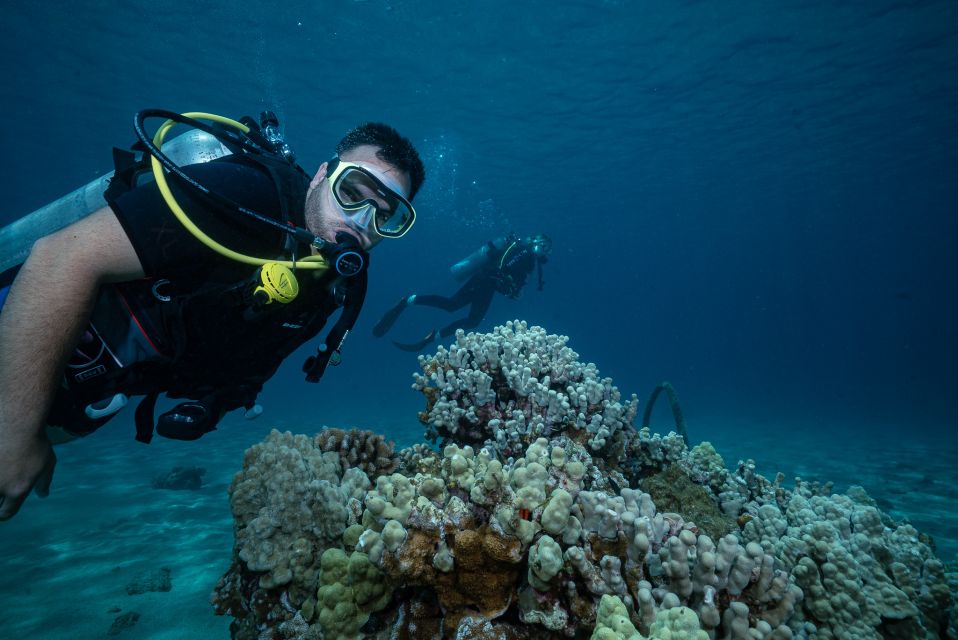Maui: Small Group Shark & Turtle Scuba Dive from Shore - Key things to know before you go