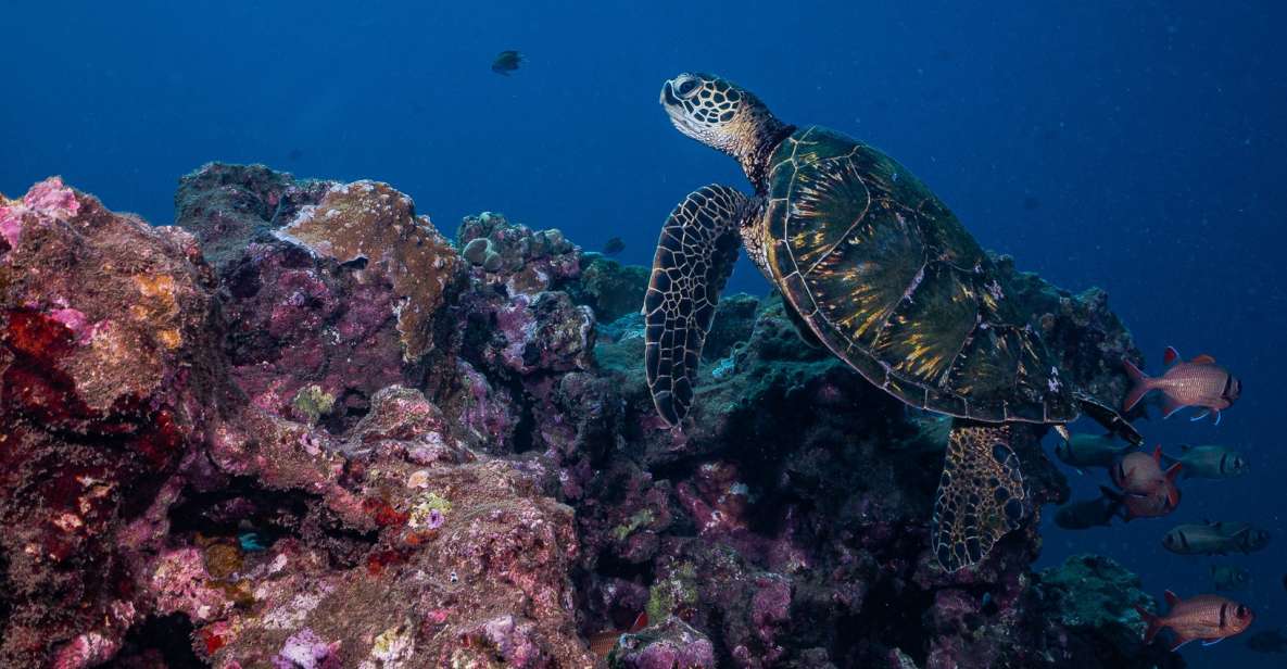 Maui: Small Group Shark & Turtle Scuba Dive from Shore - Mala Wharf, in one sentence: why it’s worth your tank time