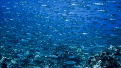 Maui: Small Group Shark & Turtle Scuba Dive from Shore - Getting to the water: Lahaina’s easy walk from 1223 Front St