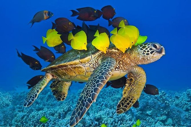 Maui Snorkel Adventure: Molokini Crater and Turtle Cove - Molokini Crater Snorkeling: Fish, Coral, and One Big Caution
