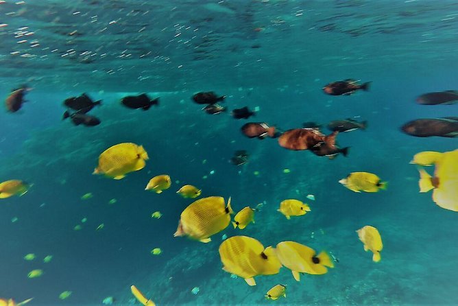 Maui Snorkel Adventure: Molokini Crater and Turtle Cove - Turtle Cove: Green Sea Turtles Without the Big-Boat Feel