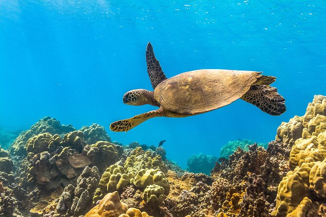 Maui Snorkel and Sunset Sail - Pacific Whale Foundation stop: first snorkel and marine naturalist talks