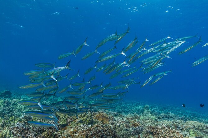 Maui Snorkel and Sunset Sail - Food, drinks, and the onboard atmosphere you’ll actually feel