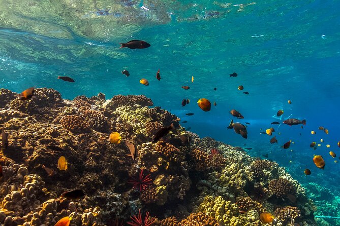 Maui Snorkel and Sunset Sail - Group size and how it changes your experience