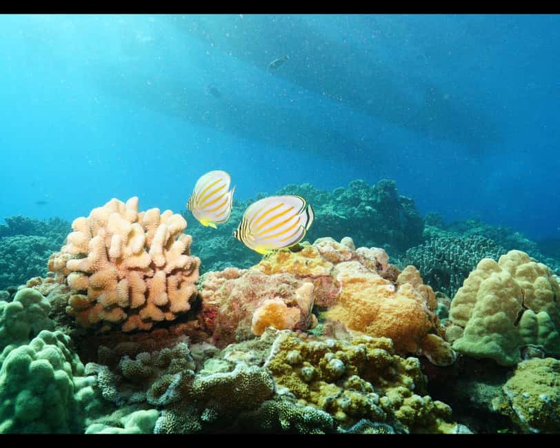 Maui: Snorkel Tour to Coral Gardens - Key things I’d plan around