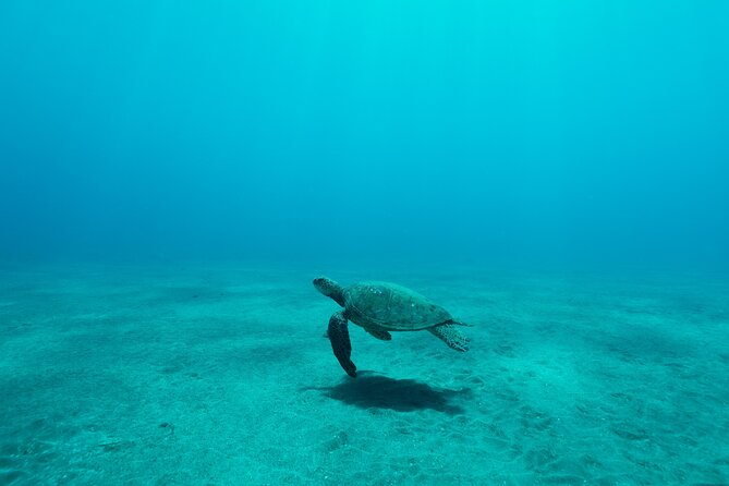 Maui Snorkeling Boat Tour to Turtle Town Aboard Quicksilver - Food and drinks onboard: included fuel beats snack-chasing