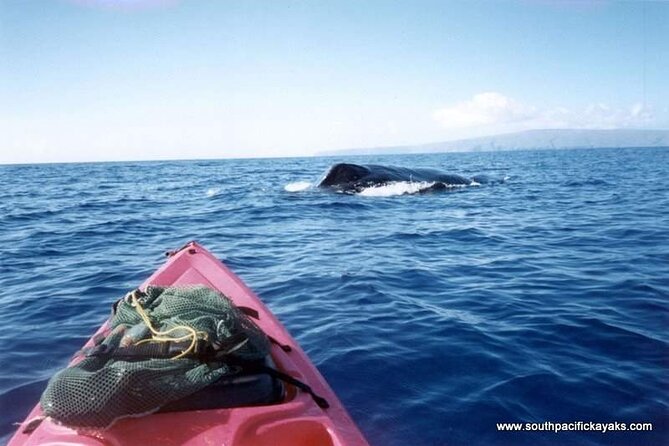 Maui South Shore Premier Kayak and Snorkel Tour from Makena Beach - Practical tips so your morning stays fun