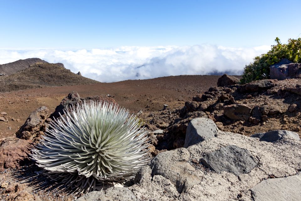 Maui: Sunrise & Breakfast Tour to Haleakala National Park - Price and value: is $254 a good deal?
