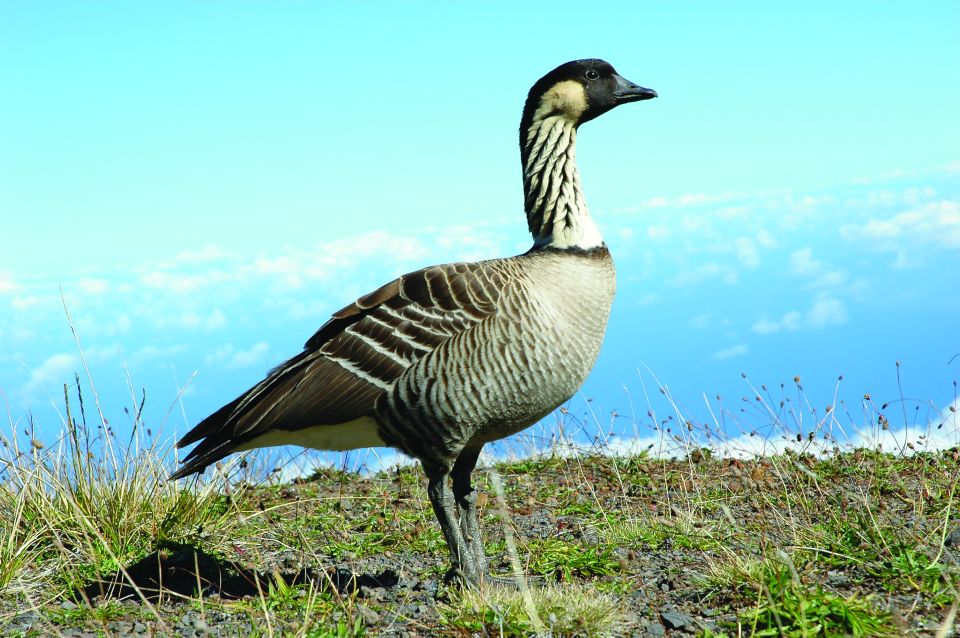Maui: Sunset & Dinner Tour to Haleakala National Park - Who should book this Maui sunset dinner tour