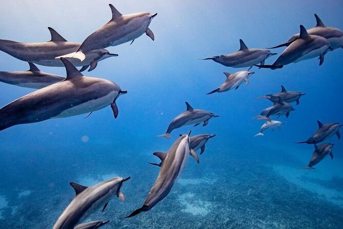 Maui to Lanai Semi-Private Eco Raft Snorkel & Dolphin Tour - Key things to know before you go