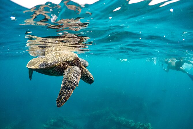 Maui to Lanai Semi-Private Eco Raft Snorkel & Dolphin Tour - The crew and the safety setup you’re paying for