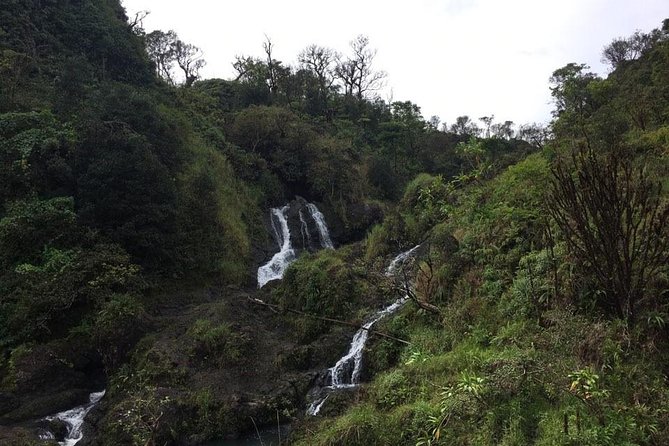 Maui Tour : Road to Hana Day Trip from Lahaina with Pick-up - Bamboo forest and rainbow eucalyptus: the fast photo moment that feels like a movie scene