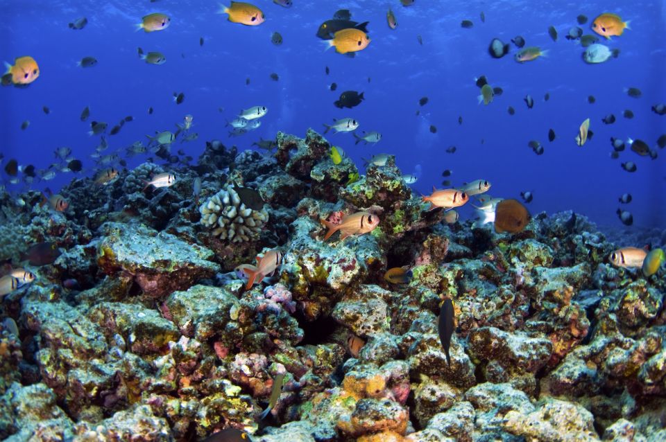 Maui: West Side Discovery Kayak & Snorkel from UKUMEHAME - Gear, Comfort, and Small-Group Size (Up to 10)