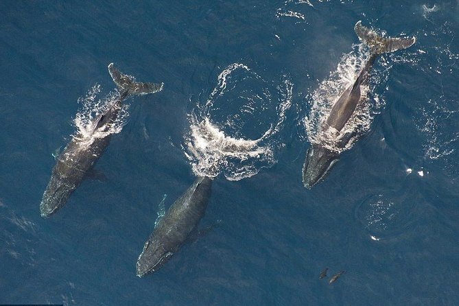 Maui Whale Watching -PRIVATE- Air Tour: (2-5 People): SEE WHALES! - Key highlights at a glance