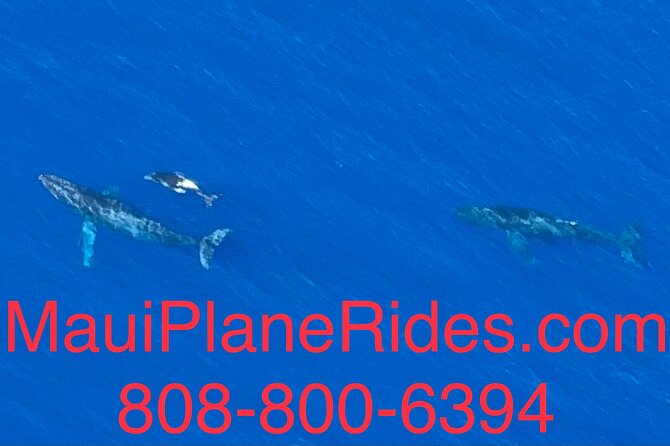 Maui Whale Watching -PRIVATE- Air Tour: (2-5 People): SEE WHALES! - Sugar Beach and Kihei: the scenic “warming up” leg