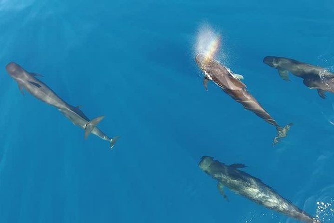 Maui Whale Watching -PRIVATE- Air Tour: (2-5 People): SEE WHALES! - Kahului to the central valley: Maui’s nickname from above