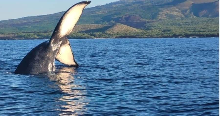 Maui: Whale Watching Tour - 1.5 hours - Kihei-to-the-whales in 90 minutes