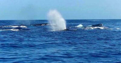 Maui: Whale Watching Tour - 1.5 hours - Guaranteed whale sighting: what “next ride free” really means for value