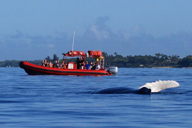 Maui Whale-Watching Tour by Raft from Kihei - Key highlights of rafting with humpbacks in Kihei