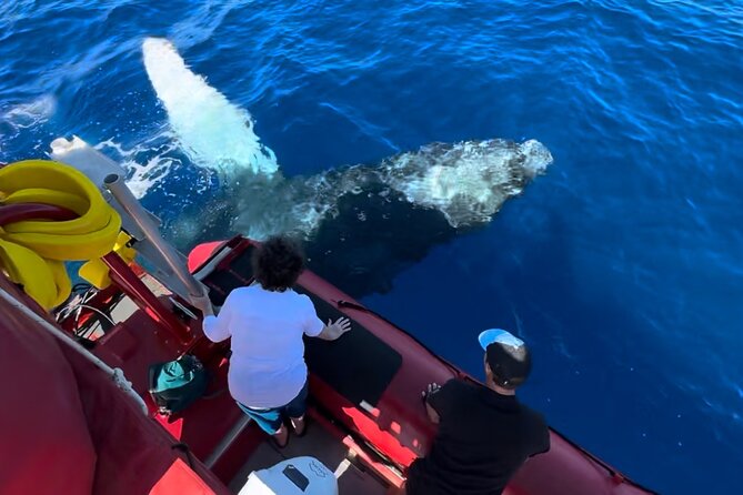 Maui Whale-Watching Tour by Raft from Kihei - Getting to 2800 S Kihei Rd and what happens before departure