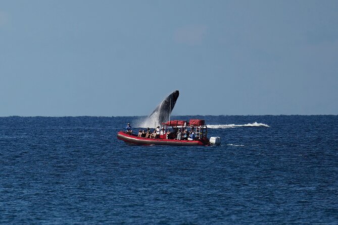 Maui Whale-Watching Tour by Raft from Kihei - Spotting humpbacks fast: spouts, slaps, and whale-finding by sound