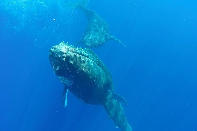Maui Whale-Watching Tour by Raft from Kihei - More than whales: dolphins, sea turtles, and the onboard naturalist talk