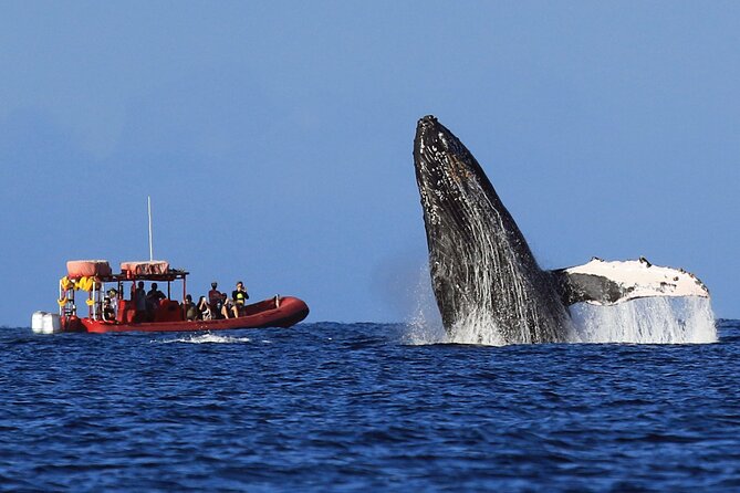 Maui Whale-Watching Tour by Raft from Kihei - Comfort on a raft: sunshade, drinks, and the reality of getting wet