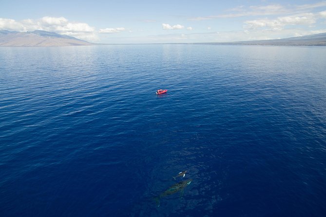 Maui Whale-Watching Tour by Raft from Kihei - Who should book this Kihei whale watch (and who should skip it)